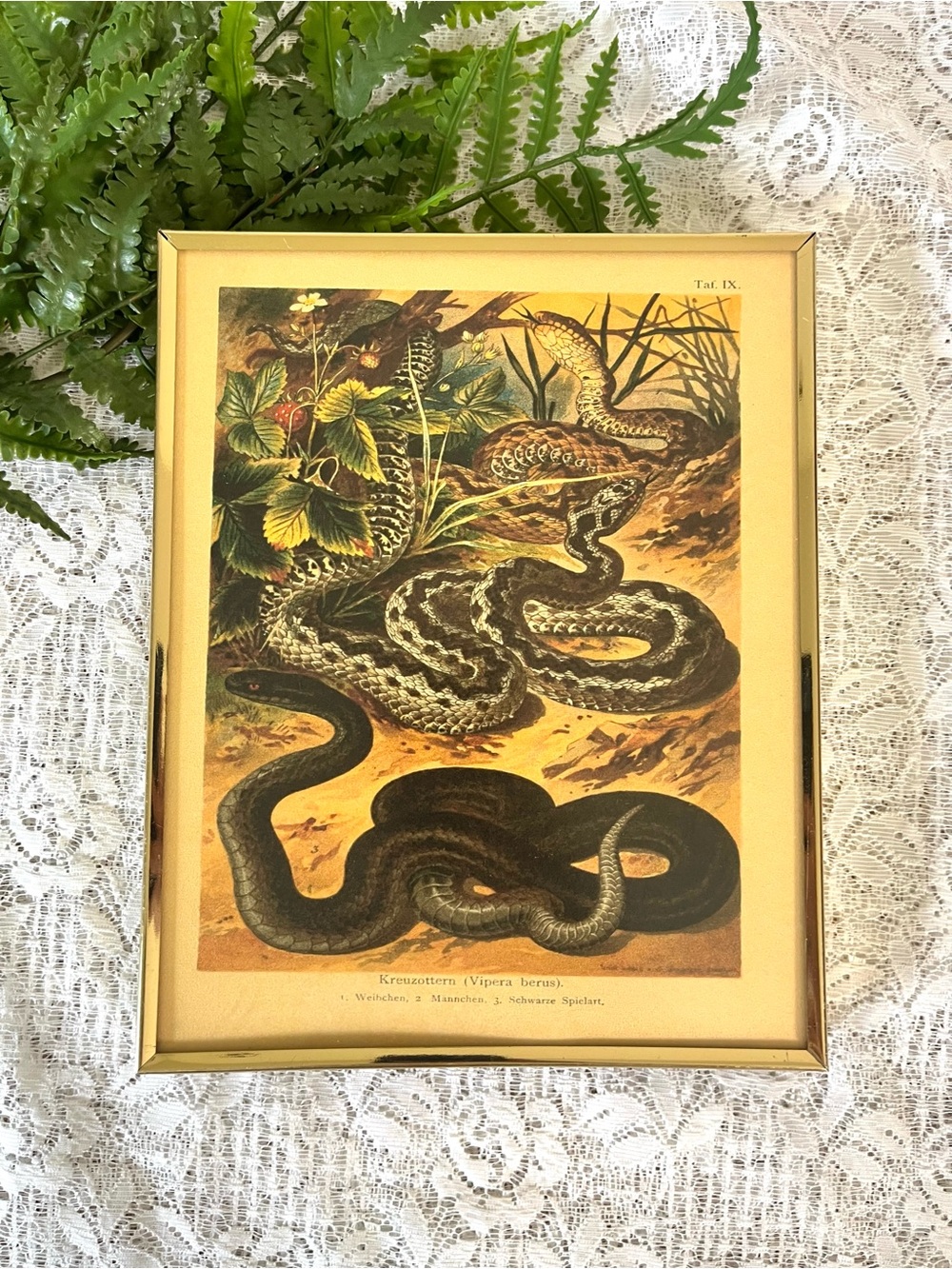 Vintage Brass Framed Snake Decor 8x10